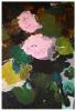 pelargoniebillede-3_t1.jpg